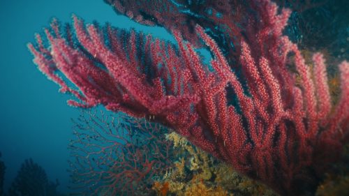 © Adrien Poquetscaled