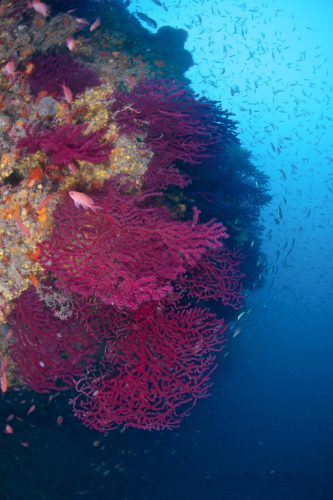 desolation1-683x1024