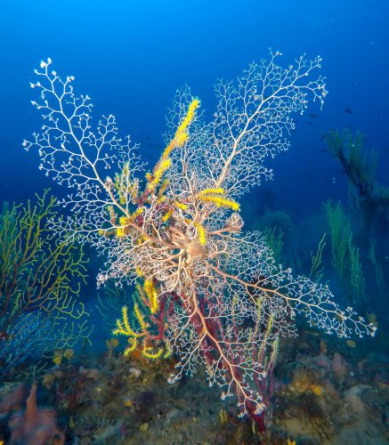 santa-devota3-894x1024